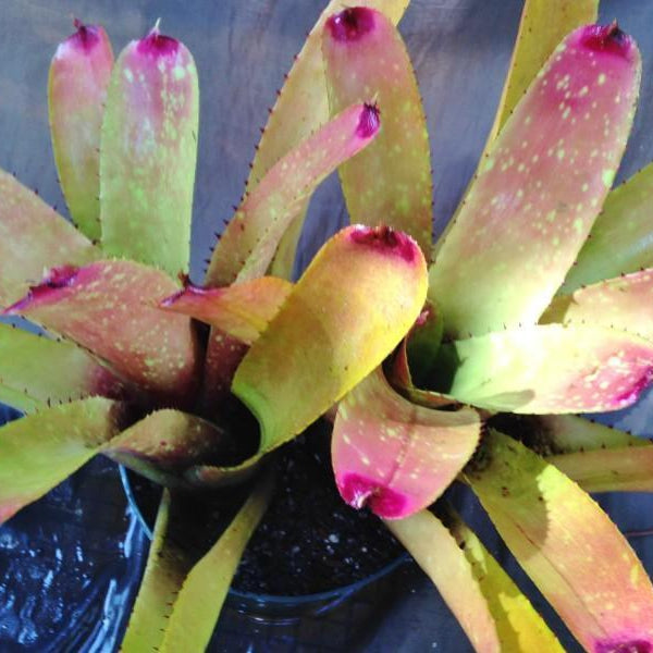 Neoregelia carcharodon 'Silver' X 'Gazpacho' | Bromeliad Paradise