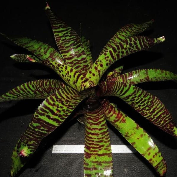 Neoregelia carcharodon 'Skotak's Tiger' x 'Norman... - Bromeliad Paradise