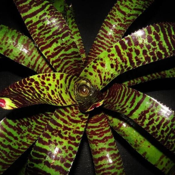 Neoregelia carcharodon 'Skotak's Tiger' x 'Norman - Bromeliad