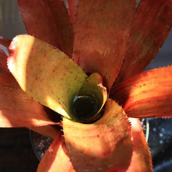 Neoregelia carcharodon 'Spines' X olens | Bromeliad Paradise