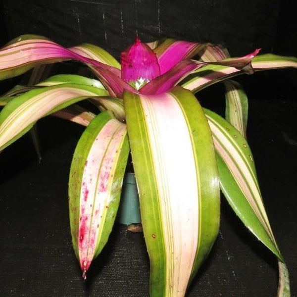 Neoregelia (carcharodon x concentrica) X 'Ninja' - Bromeliad