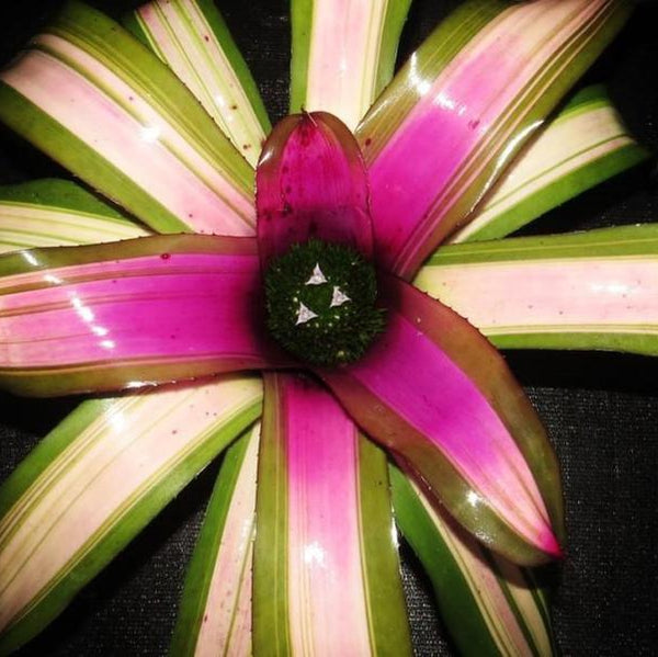 Can Neoregelia Ninja x Shocking Pなど Neoregelia (carcharodon x concentrica) X 'Ninja' - Bromeliad