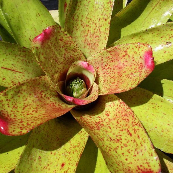 Neoregelia 'Carol Johnson' | Bromeliad Paradise