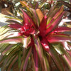 Neoregelia carolinae 'Tricolor Perfecta' | Bromeliad Paradise