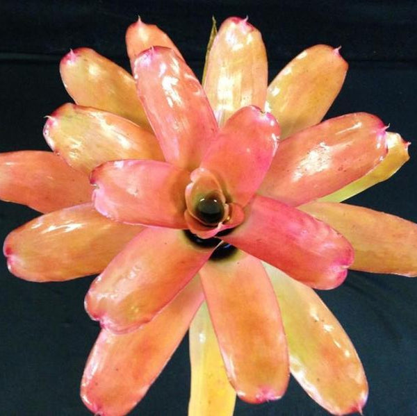 Neoregelia carolinae 'Tricolor' X compacta - Bromeliad Paradise