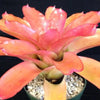 Neoregelia carolinae 'Tricolor' X compacta | Bromeliad Paradise