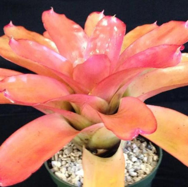 R91CP【Carola flower】 Carola Rose Plant｜卡罗拉 – Rose_Explosion