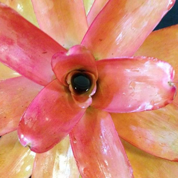 Neoregelia carolinae 'Tricolor' X compacta | Bromeliad Paradise