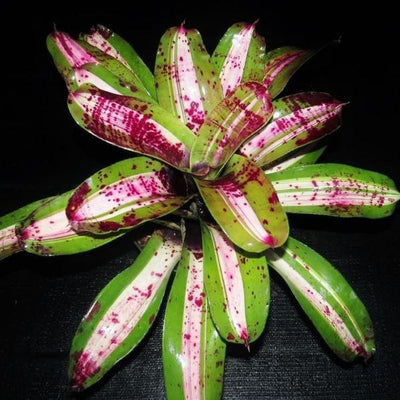 Neoregelia carolinae 'Tricolor' x concentrica | Bromeliad Paradise