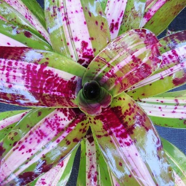Neoregelia carolinae 'Tricolor' x concentrica - Bromeliad