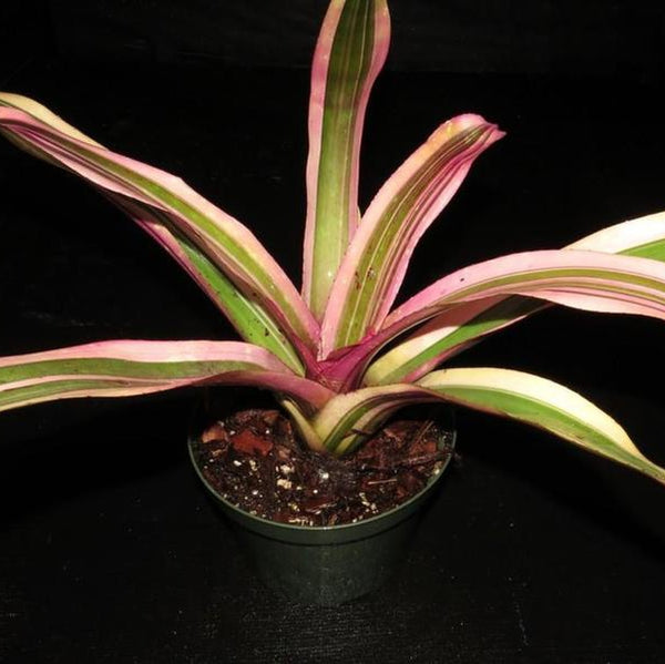 Can Neoregelia Ninja x Shocking Pなど neoregelia-carolinae-x-