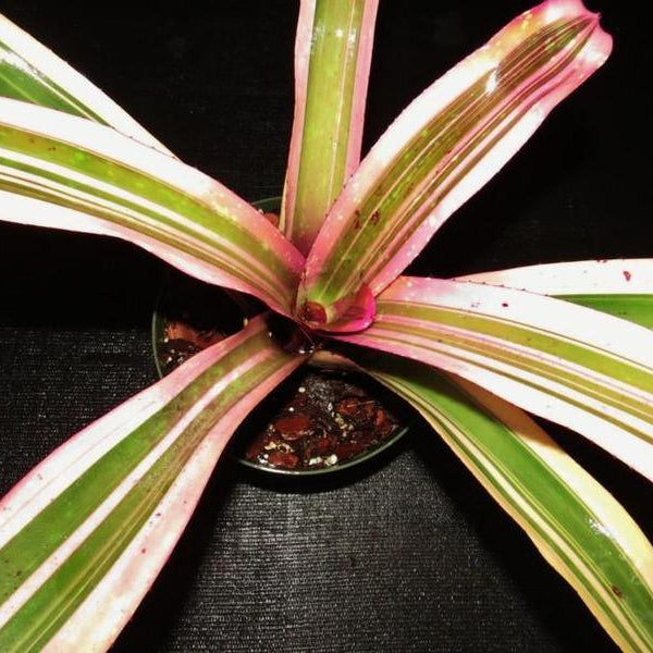 Neoregelia (carolinae x concentrica) X 'Ninja' | Bromeliad Paradise