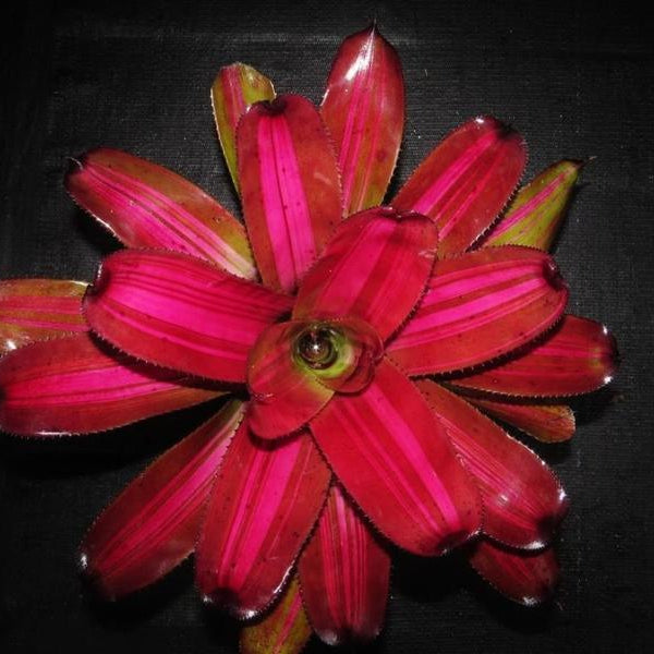 Neoregelia (carolinae x concentrica) x 'Skotak's Tiger