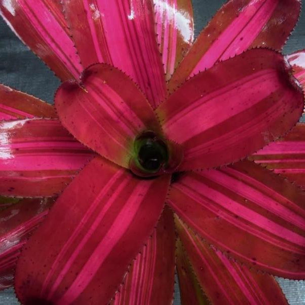 Neoregelia (carolinae x concentrica) x 'Skotak's Tiger' | Bromeliad Paradise