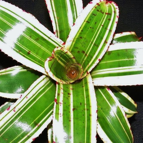 Neoregelia (carolinae x Hannibal Lecter) x Norman... - Bromeliad Paradise