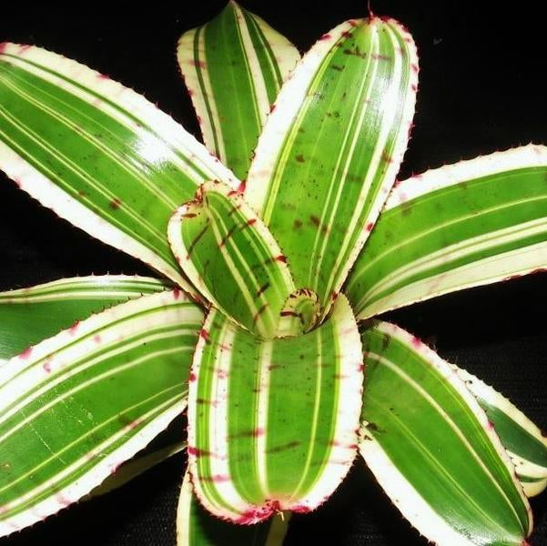 Neoregelia (carolinae x Hannibal Lecter) x Norman Bates (Variegated) | Bromeliad Paradise