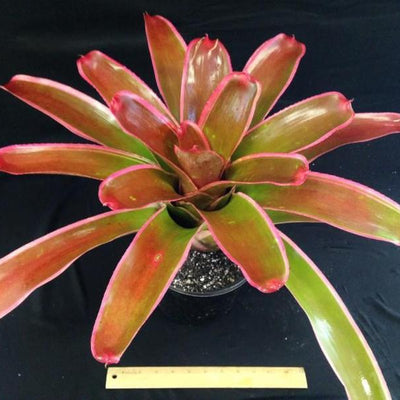 Neoregelia carolinae X johannis | Bromeliad Paradise