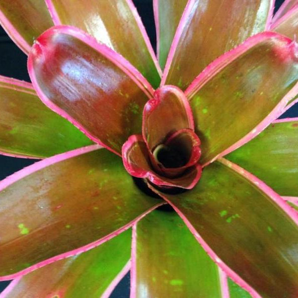 Neoregelia carolinae X johannis | Bromeliad Paradise