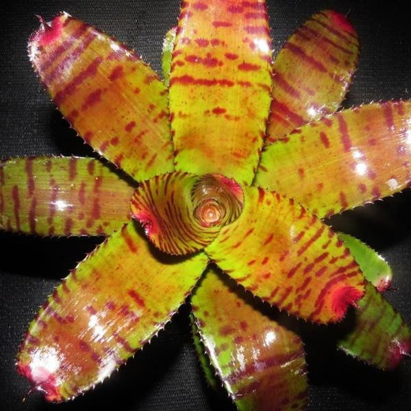 Neoregelia 'Catinite' | Bromeliad Paradise