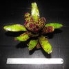 Neoregelia 'Caviar' | Bromeliad Paradise