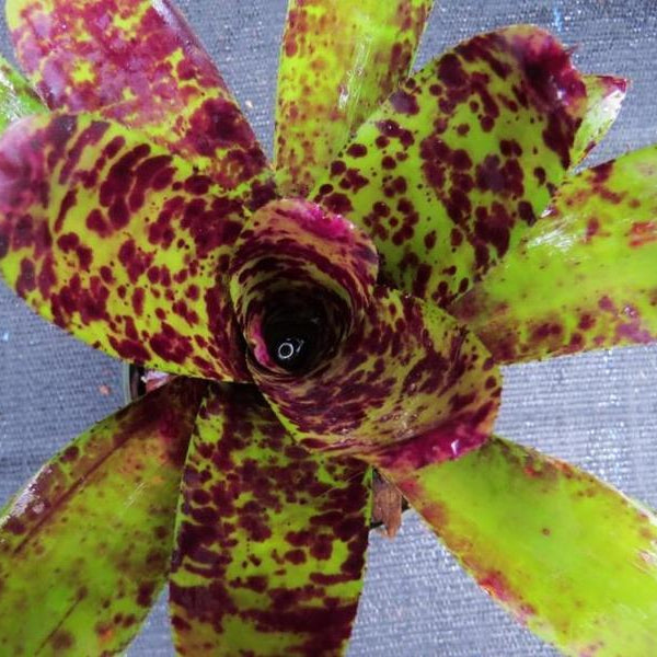 Neoregelia 'Caviar' | Bromeliad Paradise