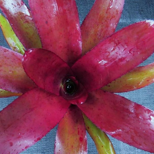 Neoregelia 'Checkmate' | Bromeliad Paradise