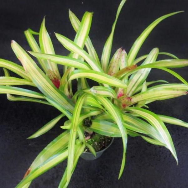 Neoregelia Cherry (Variegated) - Bromeliad Paradise