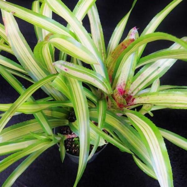 Neoregelia Cherry (Variegated) - Bromeliad Paradise