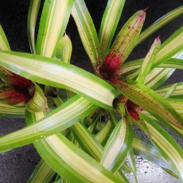 Neoregelia Cherry (Variegated) - Bromeliad Paradise