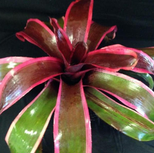 Neoregelia - Bromeliad Paradise