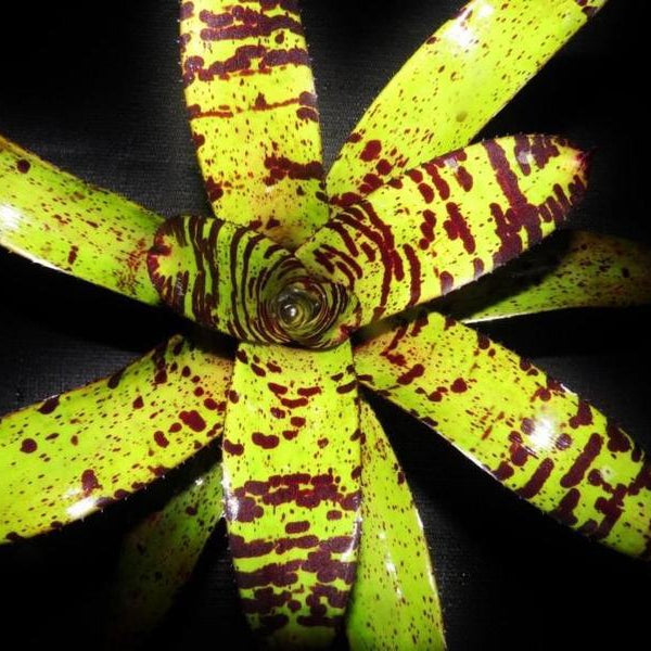 Neoregelia 'Chip Tiger' | Bromeliad Paradise