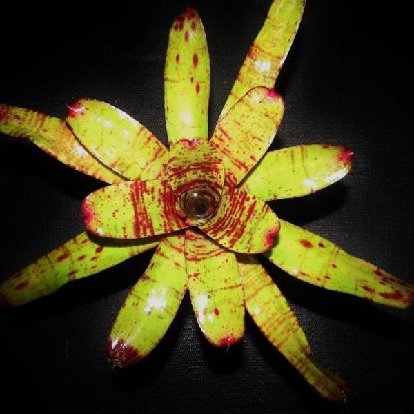 Neoregelia 'Chubby' X 'Blushing Tiger' | Bromeliad Paradise