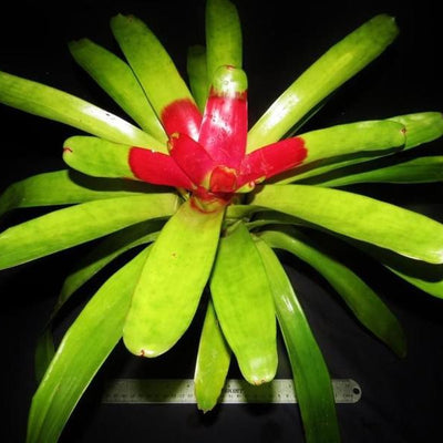 Neoregelia compacta cv. kautski | Bromeliad Paradise