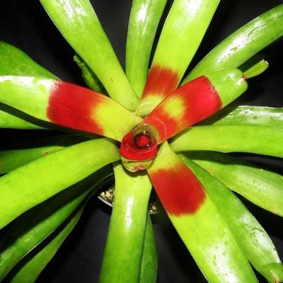 Neoregelia compacta cv. kautski | Bromeliad Paradise