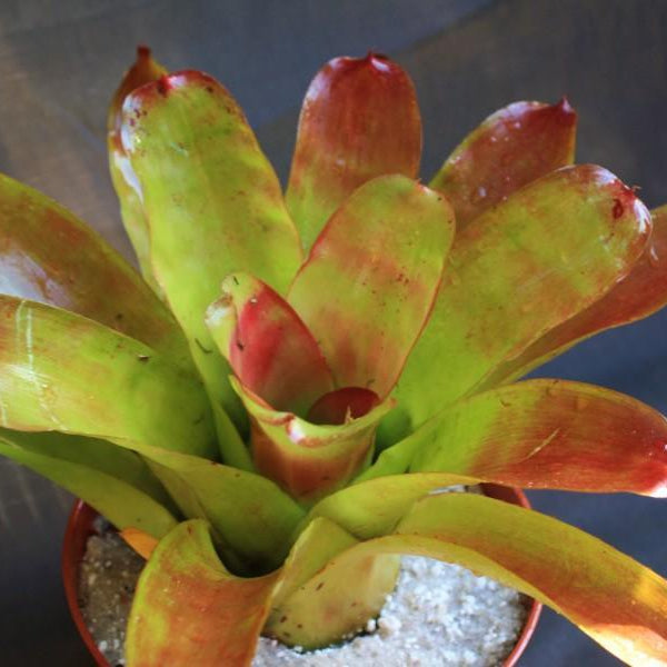 Neoregelia compacta x kautski | Bromeliad Paradise