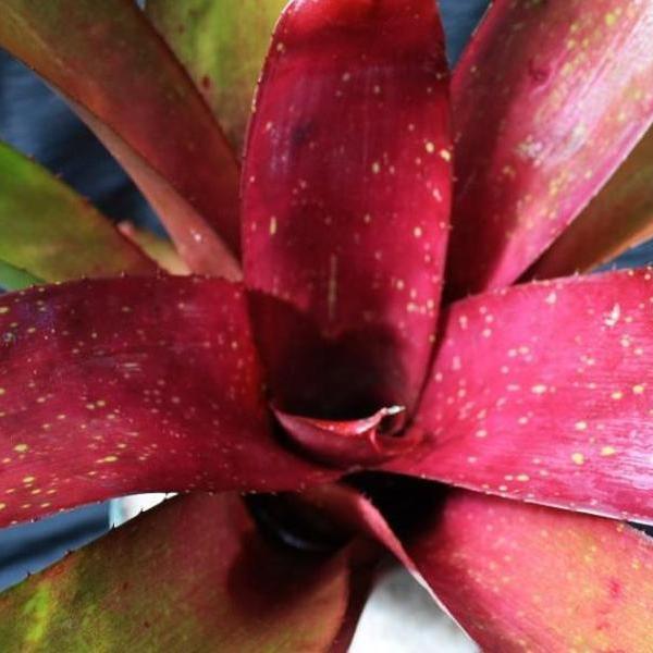 Neoregelia concentrica '#7' x 'Ninja' - Bromeliad Paradise