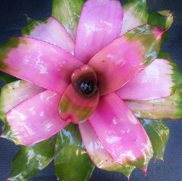 Neoregelia 'Cotton Candy' AKA 'Groves Cotton Candy' | Bromeliad Paradise