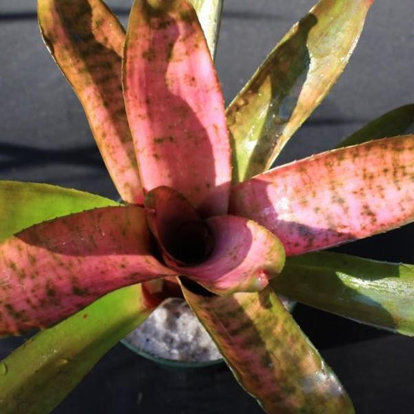 Neoregelia 'Cotton Candy' (Jim Irvin) | Bromeliad Paradise