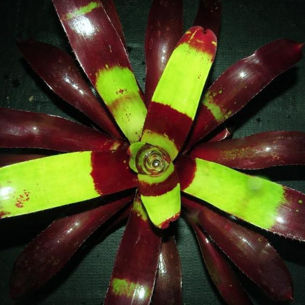 Neoregelia 'Court Jester' | Bromeliad Paradise