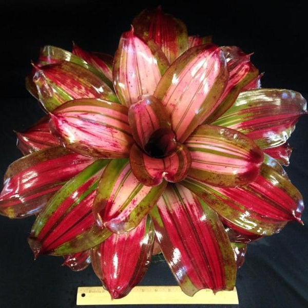 bromeliad snake plant Neoregelia 'Veiled Serpent'