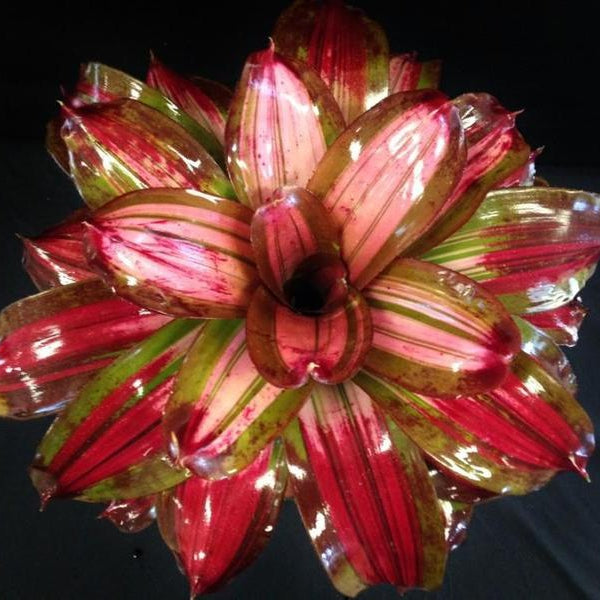 Neoregelia 'Crayola' | Bromeliad Paradise