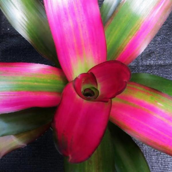 Neoregelia 'Crimson' | Bromeliad Paradise