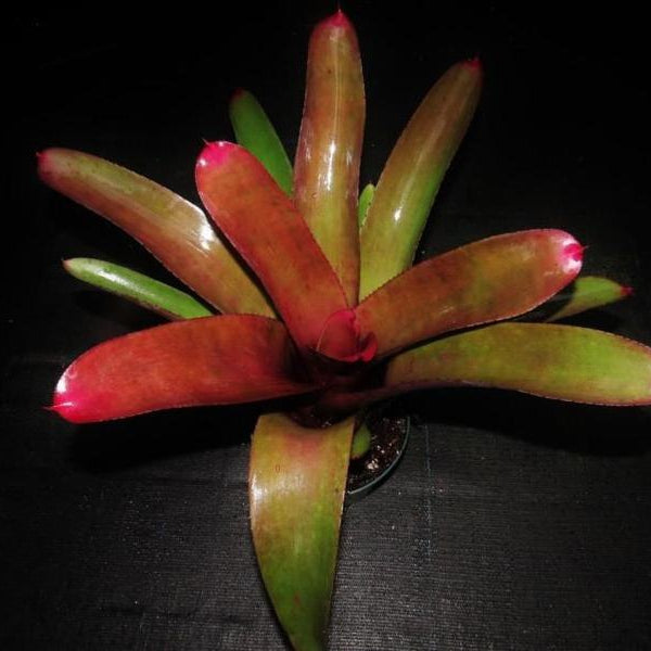 Neoregelia cruenta rubra | Bromeliad Paradise