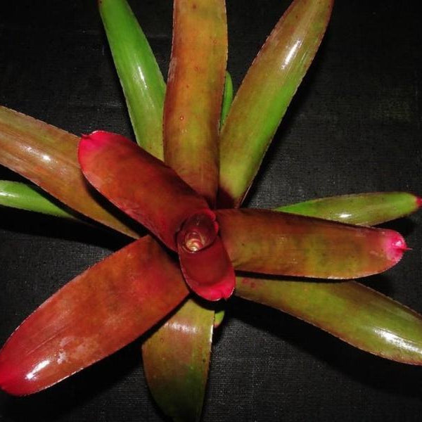 Neoregelia cruenta rubra | Bromeliad Paradise