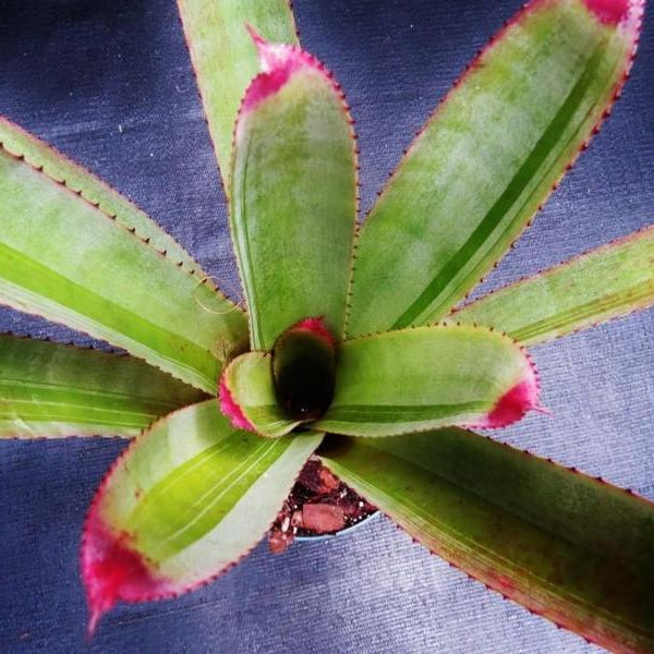 Neoregelia cruenta 'Silver Bullet' | Bromeliad Paradise