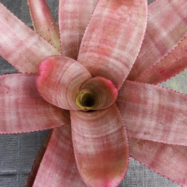 Neoregelia cruenta 'Silver' x cruenta rubra