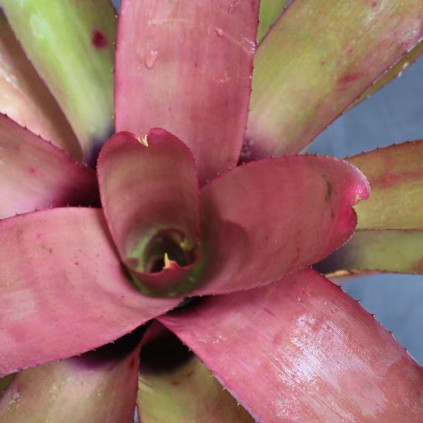 Neoregelia cruenta X 'Purple Rain' | Bromeliad Paradise