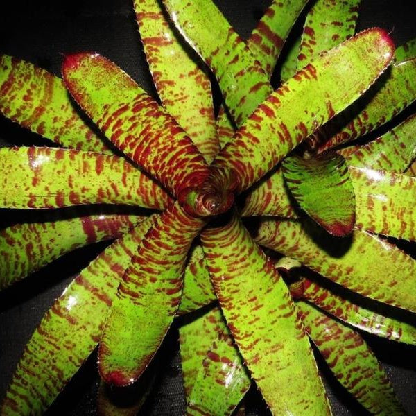 Neoregelia 'Dark Knight' | Bromeliad Paradise