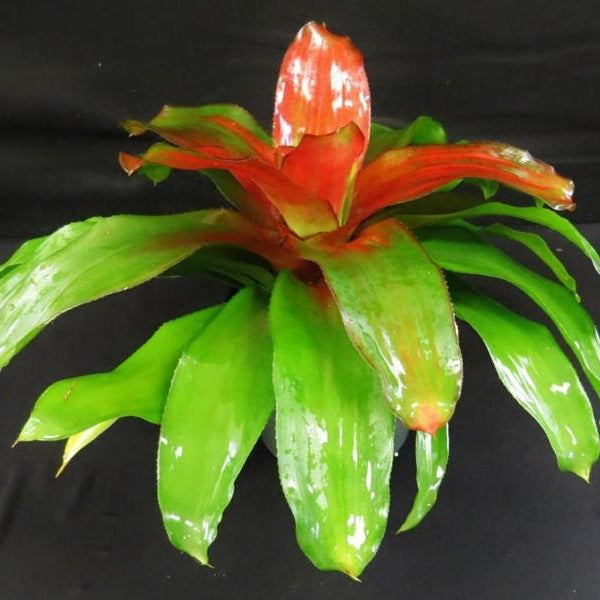 ネオレゲリア ミチ x ピンクデビー「 Neoregelia Michi x Pink