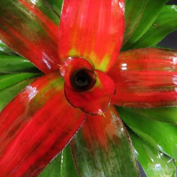 Neoregelia 'Debbie' - Bromeliad Paradise